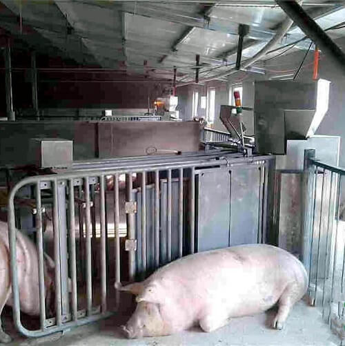 母猪自动饲养管理系统