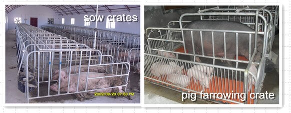 sow_crates_vs_pig_farring_crate.