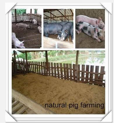 natural_pig_farming_style